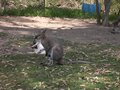 Kangaroos